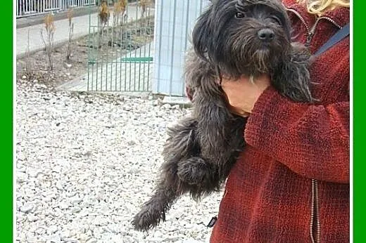 9 kg,sznaucer mix,przytulaśny,łagodny pies SONIK.A