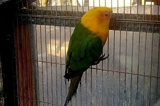 Konury papugi