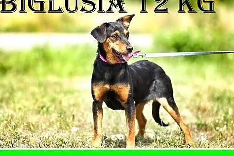 12kg,młoda,łagodna,wesoła,przyjazna suczka BIGLUSI