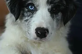 Border Collie ZKwP (FCI) dziewczynka - oczy błękitno-czekoladowe szczenie