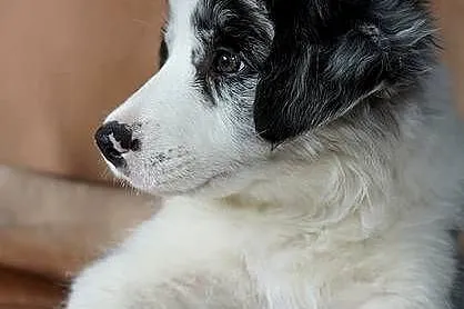 Border Collie ZKwP (FCI) dziewczynka - oczy błękitno-czekoladowe szczenie, Dolnośląskie, Trzcińsko