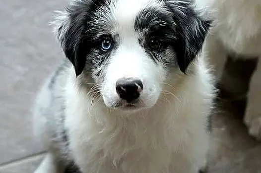 Border Collie ZKwP (FCI) dziewczynka - oczy błękitno-czekoladowe szczenie, Dolnośląskie, Trzcińsko