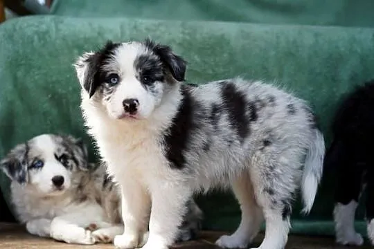 Border Collie ZKwP (FCI) dziewczynka - oczy błękitno-czekoladowe szczenie, Dolnośląskie, Trzcińsko
