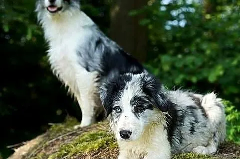 Border Collie ZKwP (FCI) dziewczynka - oczy błękitno-czekoladowe szczenie, Dolnośląskie, Trzcińsko