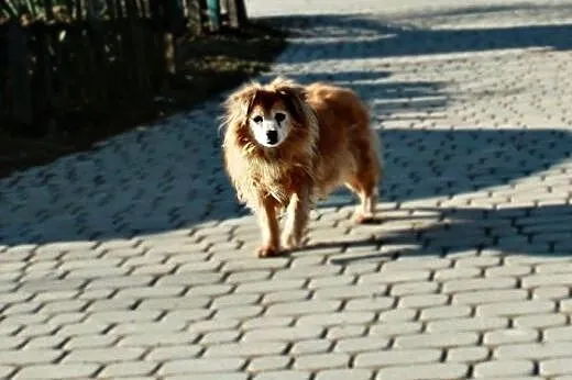 Minia mała, kochana, bezproblemowa suczka!,  wielk