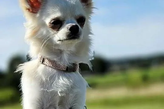 Chihuahua samiec