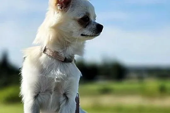 Chihuahua samiec, Pomorskie, Trąbki Wielkie