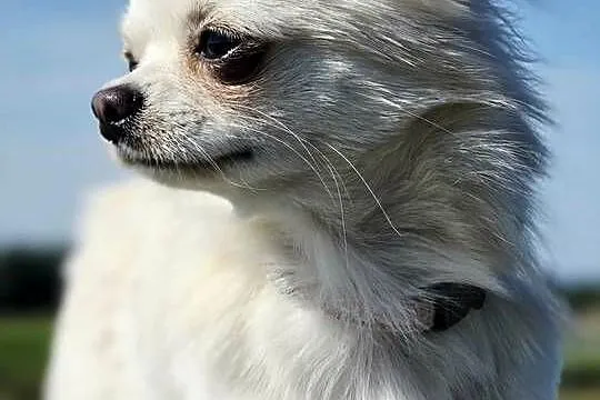 Chihuahua samiec, Pomorskie, Trąbki Wielkie