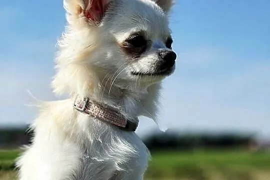 Chihuahua samiec, Pomorskie, Trąbki Wielkie