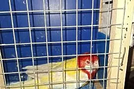 Rozella białolica lutino 3 letnia samica-w tym  roku owdowiała