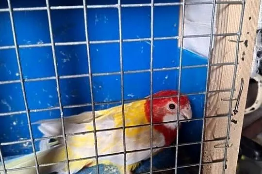 Rozella białolica lutino 3 letnia samica-w tym  roku owdowiała, Kujawsko-pomorskie, Szubin