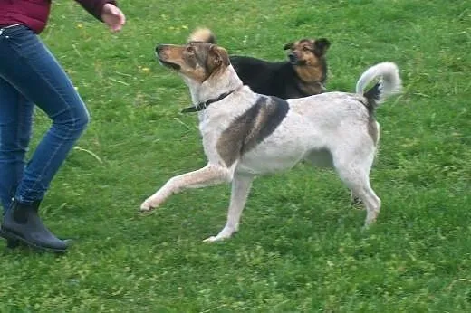 Łatka spokojna przyjazna sunia,  łódzkie Skierniew