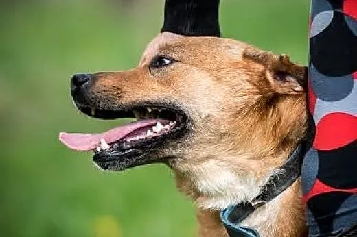 MARIO - charakterny, mądry, kochany - pokochaj psa