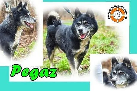 Pegaz - energia i oddanie w jednym,  śląskie Chorzów
