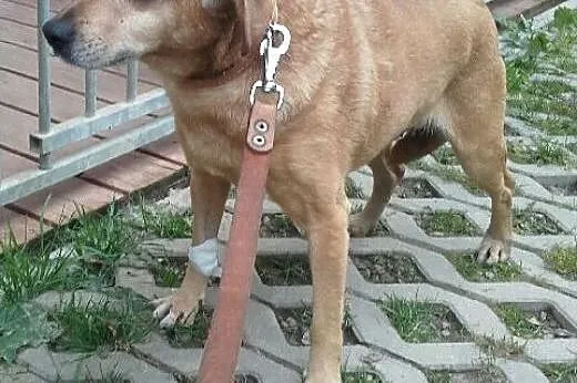 POLA - suczyna która bardzo chce zacząć życie bez 