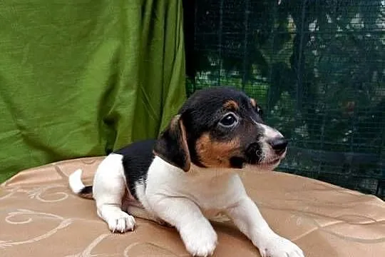 Wzorcowe Jack Russell tricolor gładki piękny exterrier rodzice FCI, Opolskie, Krapkowice