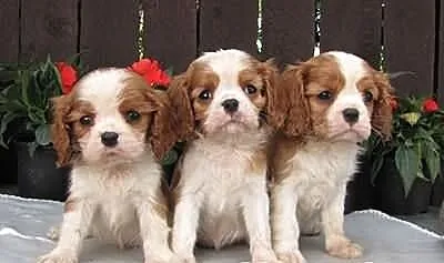 Cavalier King Charles Spaniel