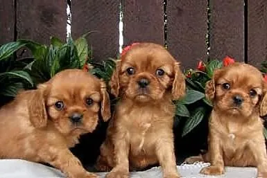 Cavalier King Charles Spaniel