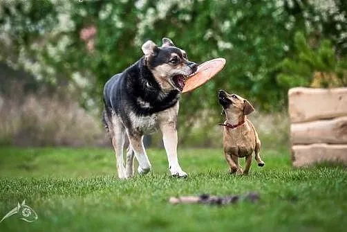 UWAGA! Pies idealny szuka domu! Oto BERCIK!,  doln