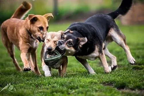 UWAGA! Pies idealny szuka domu! Oto BERCIK!,  doln