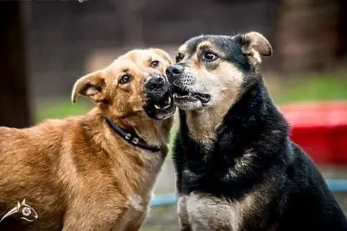 UWAGA! Pies idealny szuka domu! Oto BERCIK!,  doln