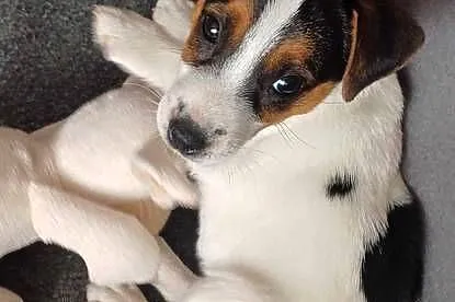 Sunia Jack Russell terrier, Łódzkie, Koźle