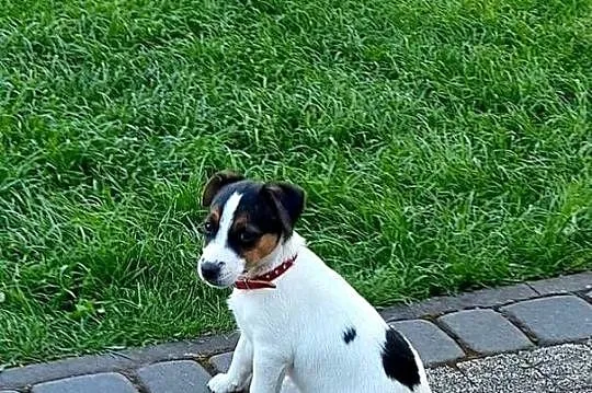 Sunia Jack Russell terrier, Łódzkie, Koźle