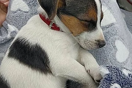 Sunia Jack Russell terrier, Łódzkie, Koźle