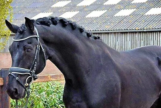 Stanówka Ujeżdżeniowym ogierem SANDEMAN KWPN, , 