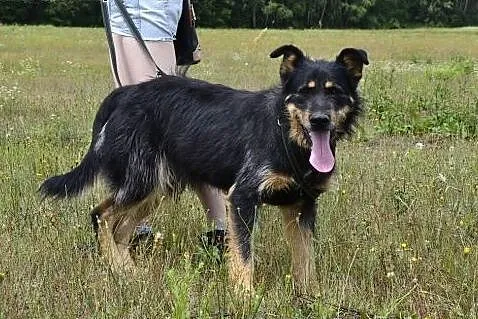 Uratuj ze schroniska wspaniałego Scoobiego - czym 