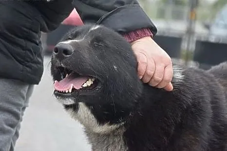 Hektor, cudny w typie karelskiego psa na niedźwied