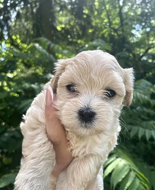 Suczka Maltipoo, Śląskie, Zawiercie