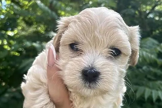 Suczka Maltipoo, Śląskie, Zawiercie