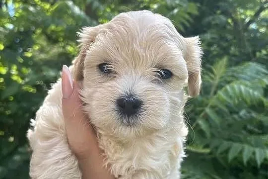 Suczka Maltipoo, Śląskie, Zawiercie