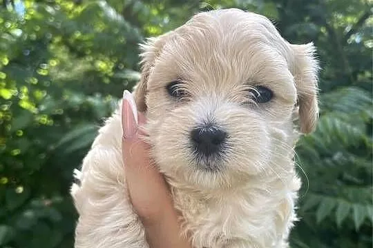 Suczka Maltipoo, Śląskie, Zawiercie