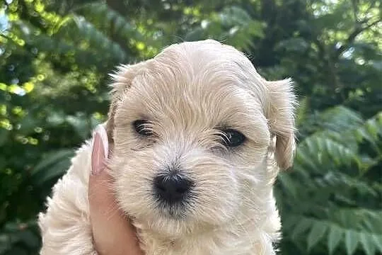 Suczka Maltipoo, Śląskie, Zawiercie