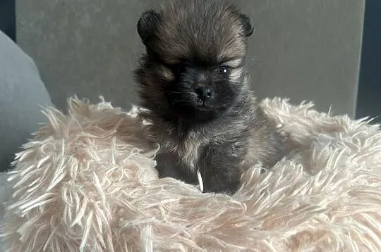 Szpic Miniaturowy, Pomeranian