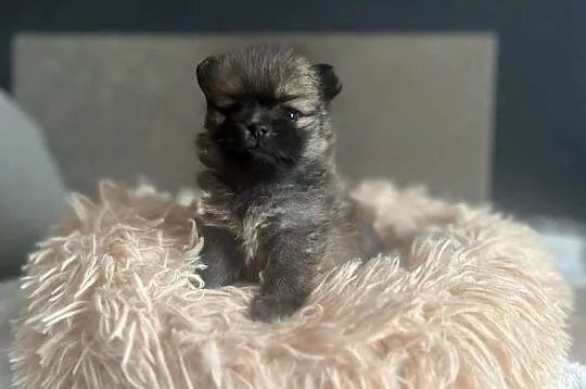 Szpic Miniaturowy, Pomeranian, Łódzkie, Łódź