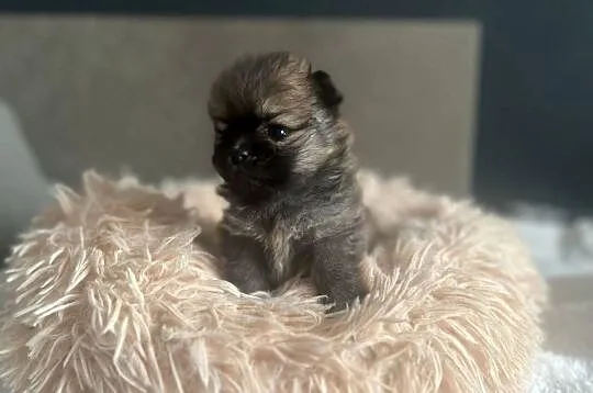 Szpic Miniaturowy, Pomeranian, Łódzkie, Łódź