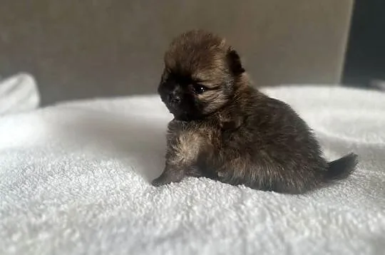 Szpic Miniaturowy, Pomeranian, Łódzkie, Łódź
