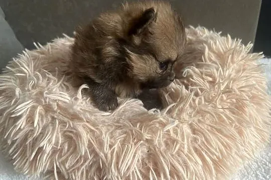 Szpic Miniaturowy, Pomeranian, Łódzkie, Łódź