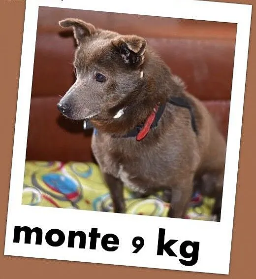 MONTE,9kg,łagodny,spokojny piesek czekoladowy.ADOP