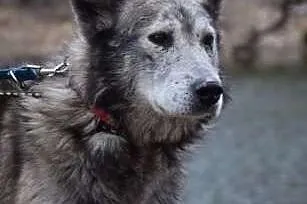 Shaky starszy pies alaskan malamute szuka domu na 