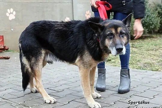 Spartakus - staruszek szuka ciepła i miłości, Mazowieckie, Nowy Dwór Mazowiecki