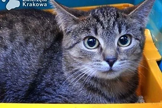 Tigra mała tygrysica,  małopolskie Kraków