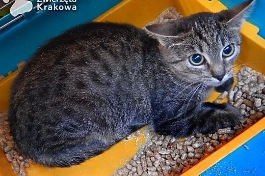 Tigra mała tygrysica,  małopolskie Kraków