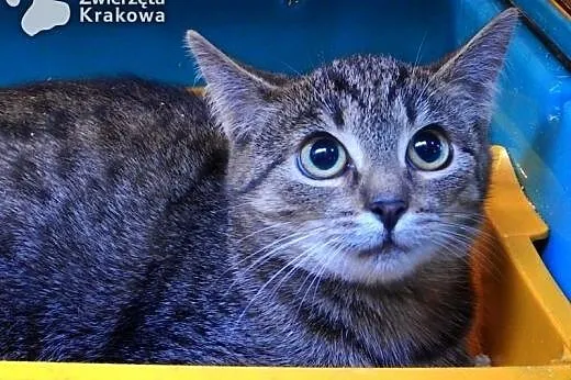 Tigra mała tygrysica,  małopolskie Kraków