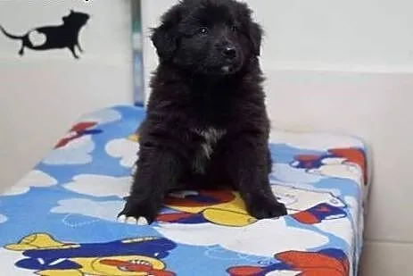 ZAZU, ZUZA, ZGUBA- 8 tyg suczki do adopcji!,  mazo