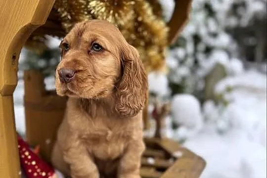 Jedyny taki! Piękny piesek Cocker Spaniel Angielski złoty czerwony nos