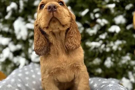 Jedyny taki! Piękny piesek Cocker Spaniel Angielski złoty czerwony nos, Śląskie, Dąbrowa Górnicza